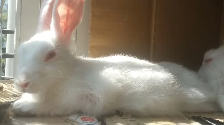 Rabbit Care 101: Essential Tips for Happy and Healthy Bunnies