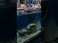 Incredible RC ROV Exploring Sunken Shipwreck! 🚢💎 #shorts #rcsubmarine