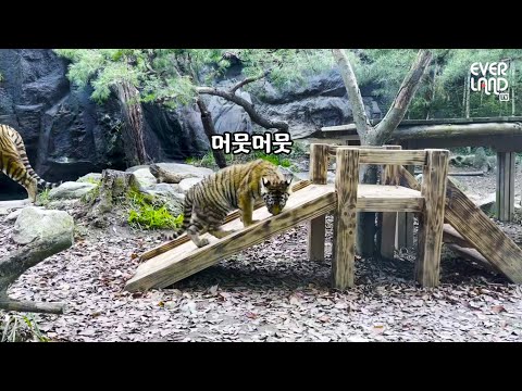 | 에버랜드 #<strong>타이거밸리</strong> (Everland Tiger Valley) #shorts
