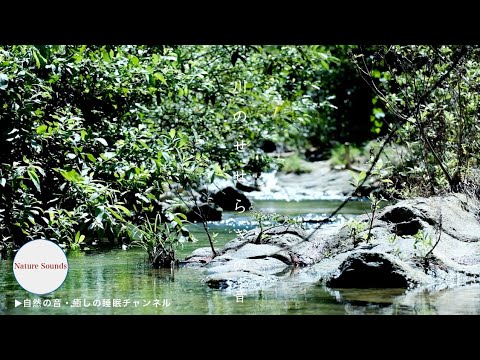 【自然の音・癒しの睡眠】川のせせらぎの音と小鳥達のさえずり / Nature Sounds babbling brook & birds ...