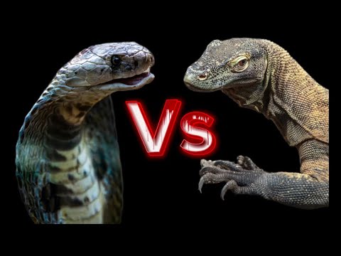 Cobra vs monitor lizard: who will truly win in a fight.