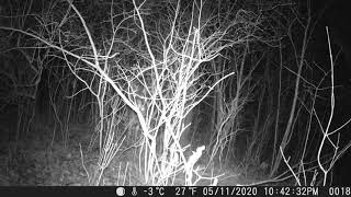 Buck with huge rack mounts doe in front of camera Buck with huge rack mounts doe in front of camera
