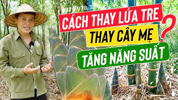 CÁCH THAY LỨA TRE CHO MĂNG NHIỀU | CÁCH THAY CÂY MẸ TRE TỨ QUÝ TĂNG NĂNG SUẤT | NÔNG TRẠI HẠNH PHÚC