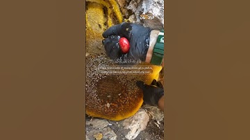 تلاوت زیبای سوره نحل با صدای شیخ عبدالباسط عبدالصمد با ترجمه فارس یيَخْرُجُ مِن بُطُونِهَا شَرَابٌ