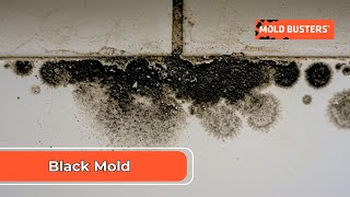Black Mold - Stachybotrys chartarum - Mold Busters