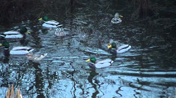 If it walks like a duck, quacks like a duck, looks like a duck, it must be a duck