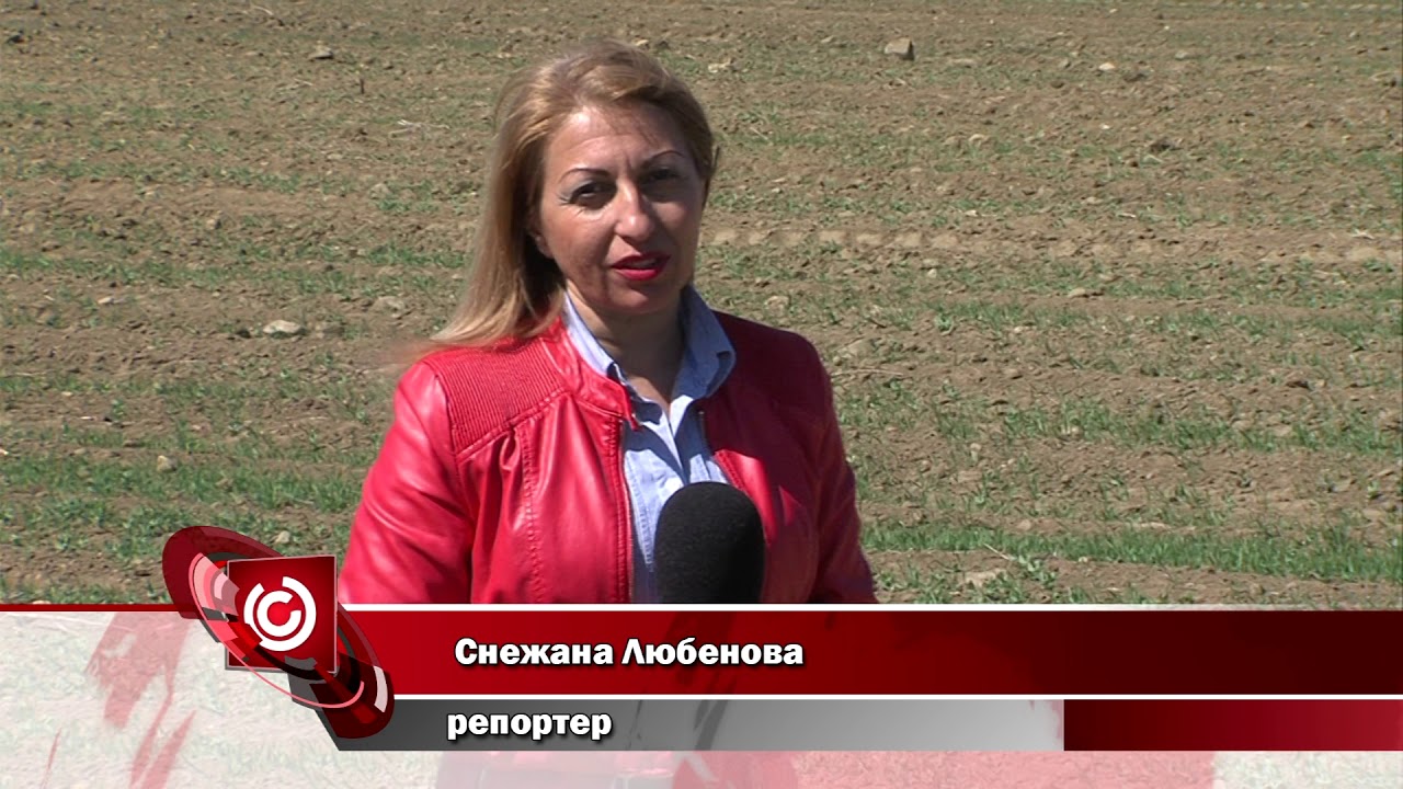 Фермери с интерес към уров - десетки декари засяти в Благоевградско