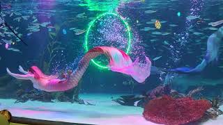 #mermaid 63 squre aquarium in Korea 🇰🇷 , 2024년 2월 25일 (일), (sunday) 25th February, 2024