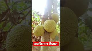 (অরিজিনাল দেশি কাঁঠাল)