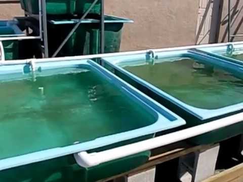  Aquaponics, swirl filter, floating raft, u-siphon, indoor-短片爆報