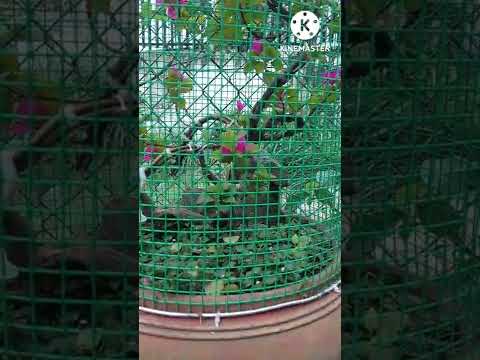 Video Xuân tân tv .làm avi nhỏ trên chậu cảnh và bố cục đá... - youtube