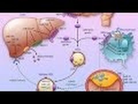 Anatomy and Physiology of Metabolism Nutrition - YouTube