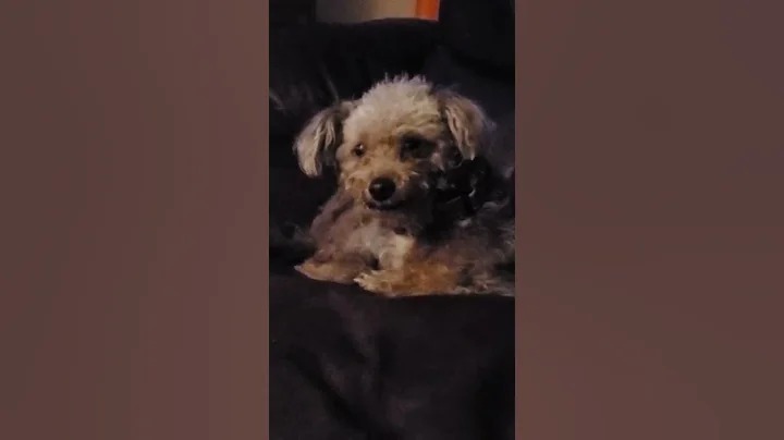 Dapper dog