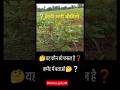 ❓फसल का नाम बताओ🤔‼️😔💬2