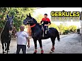 ULOQCHI OT SOTILADI GERKULES ULUGBEKDA. 175 cm. SLASKA.!horsemarketin.!продаютсялошады.Отбозор