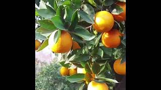 Aria Resort & Spa Hotel   Promotional video of beautiful Alanya