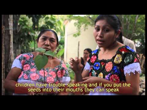 Bee Conservation Project - Saving the Bees in Mexico - Fundacion Melipona Maya