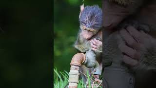#shorts  baby baboon by the tap #wildlife #africanbushcamps