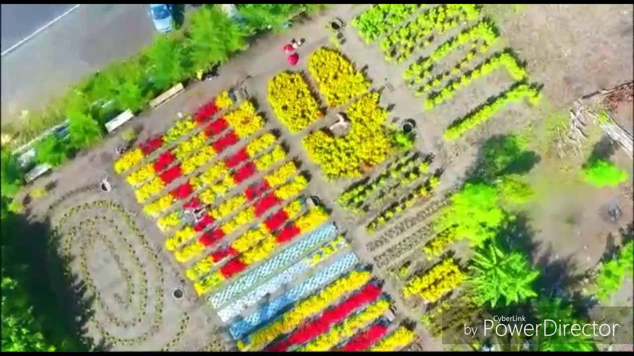 Kebun Bunga Asri Tegalsari Sanden Bantul Yogyakarta