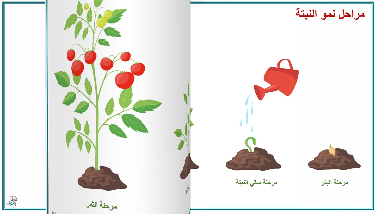 نزرع ونأكل- وحدة الغذاء - نجاة وبتول كيدز