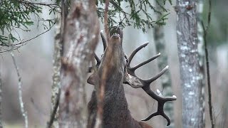 Благородные олени едят ель! Red deer eat fir tree!