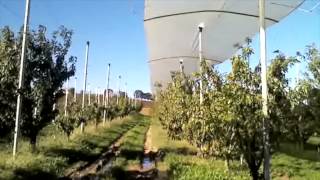 Attila Wind | Capp Solution