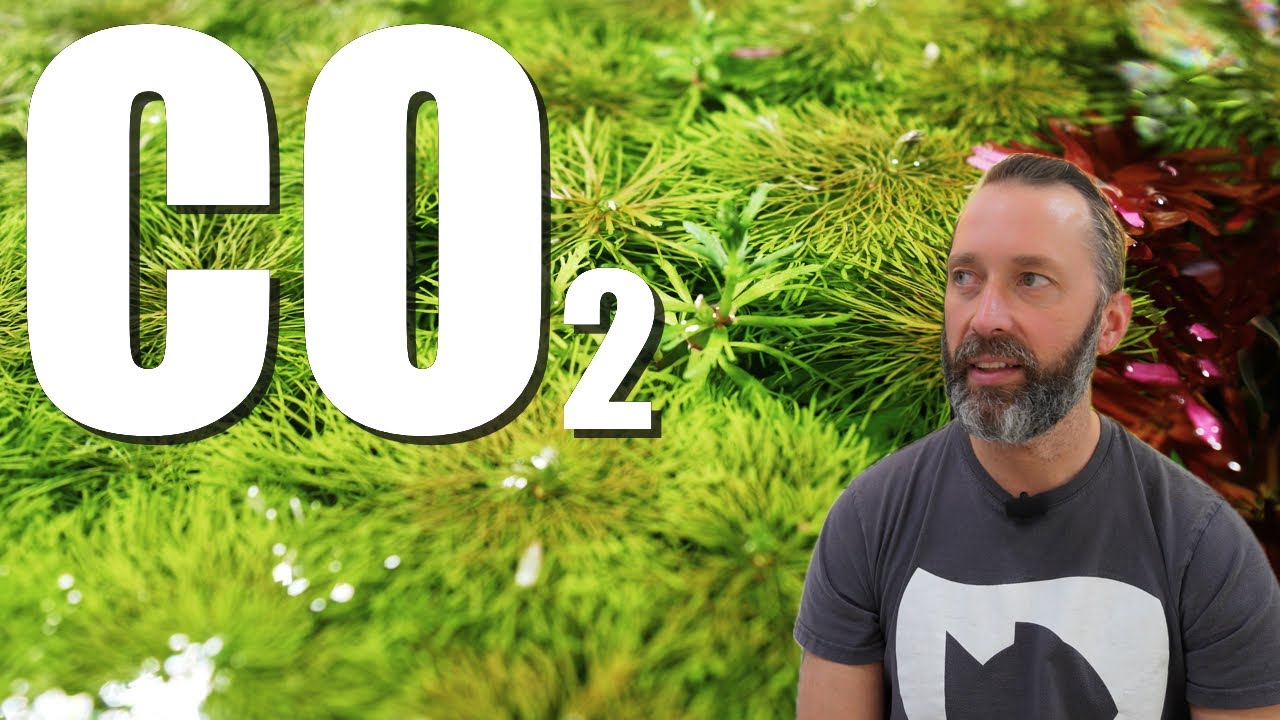CO2 im Aquarium - So vermeidest du Fehler und findest das richtige System!