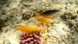 Trio Goldsaddle goatfish and Green birdmouth wrasse, Трио Золотистая барабуля и Лазоревый клюворыл