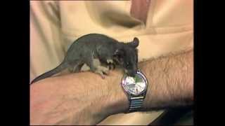 Handrearing a Baby Possum