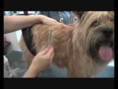 Trimming Cairn Terrier Wmv Youtube