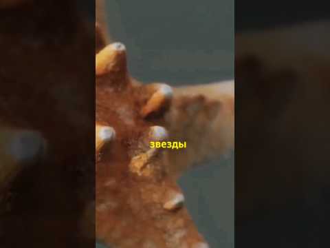 Морские звезды могут восстанавливать части тела #морскаязвезда #животные #океан #море