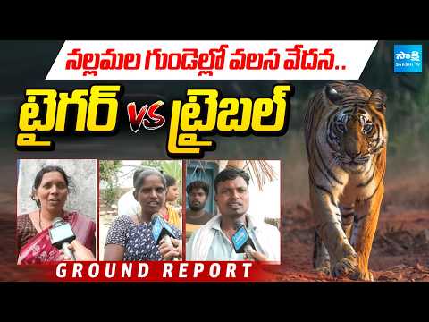 నల్లమల గుండెల్లో వలస వేదన: Ground Report On Tiger Vs Tribals | Amrabad Tiger Reserve | @SakshiTV - SAKSHITV
