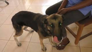 Mango Worms Remove Monster Mango Worms From Poor Dog Mango Worms Removal