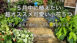 【ガーデニングVlog】ビオラ・パンジーの後何植える？5月中に植えたい超オススメ可愛い小花5つ｜4月の私の庭🌿｜Five small flowers that bloom until autumn