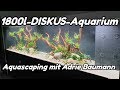 1800l-DISKUS-Aquarium - Aquascaping mit Adrie Baumann