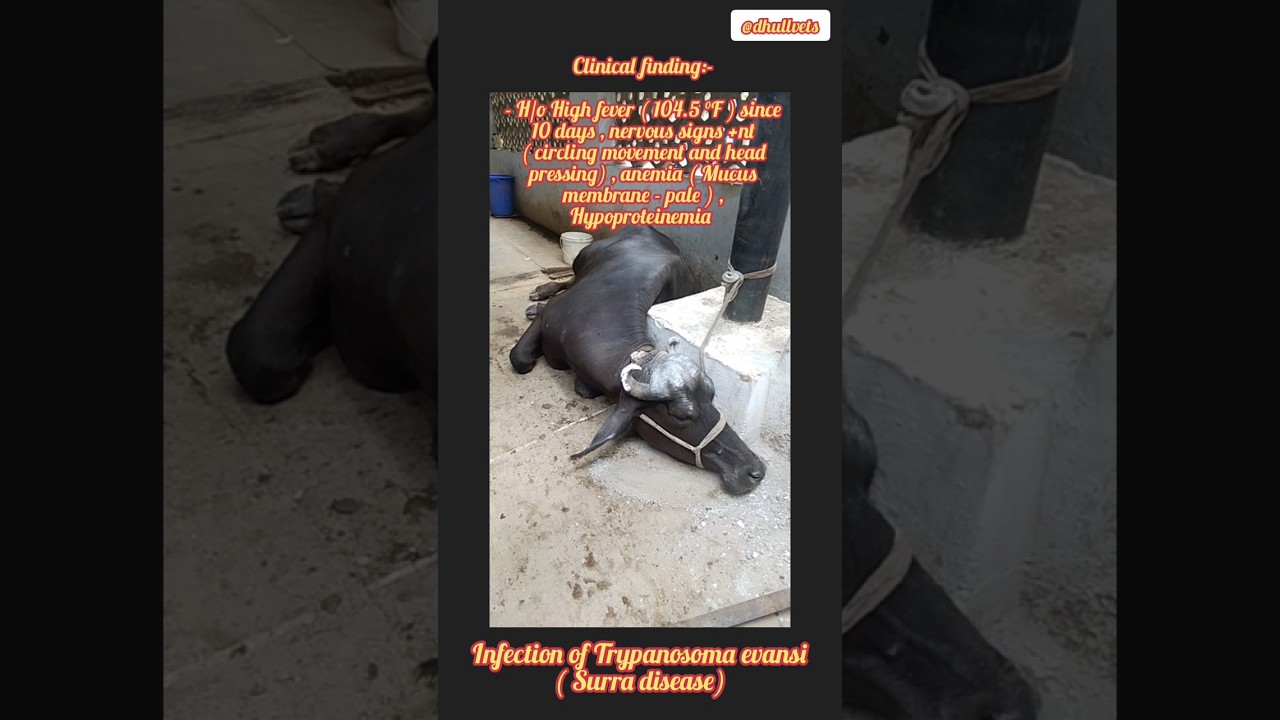 Surra disease | Tryps | Trypanosoma evansi infection in cattle | Clinical signs of Surra 