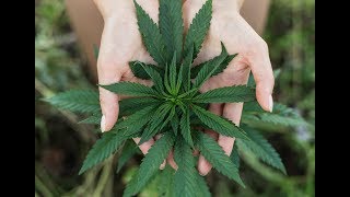 How to Prepare a Winning Marijuana License Application