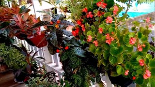 6 Plantas Com Flores e Folhagens Para Sombra