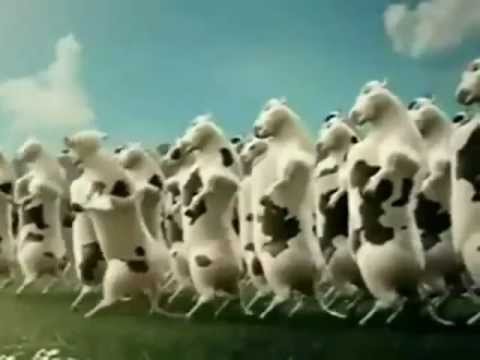 Happy Birthday, Funny Cows Style! - YouTube