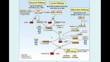 Early Complement Deficiencies - CRASH! Medical Review Series