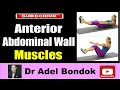 Anterior Abdominal Wall Muscles, Dr Adel Bondok