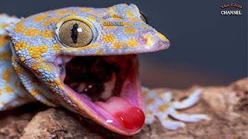 Tắc kè, Gecko Sound