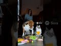 Midnight Snack Gone Wrong 🍗🐶🐱 | Pets Caught Red-Pawed! #funnypets  #MidnightChaos #DogAndCat