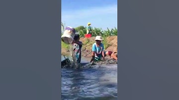 #shorts tát mương bắt cá