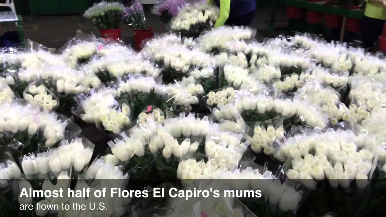 Massive Chrysanthemum Farms in Colombia YouTube