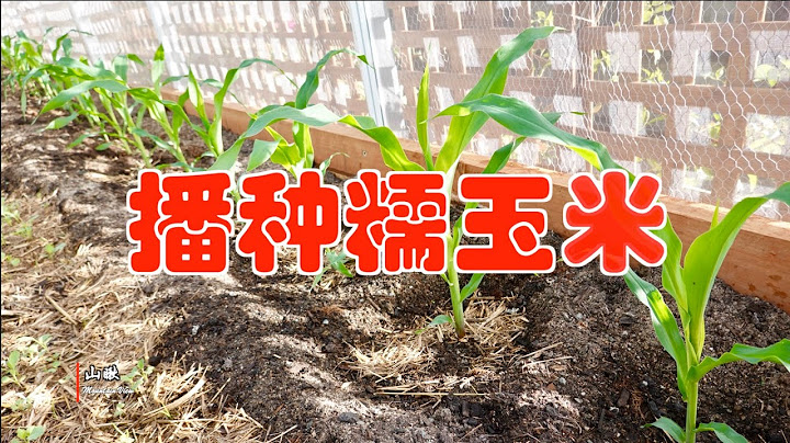 山瞅日記25---播種糯玉米 - 天天要聞