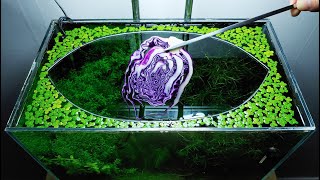 30th Month – (RED CABBAGE Feeding Frenzy) NO filter, NO CO2, NO Ferts 5 Gallon Nano Tank