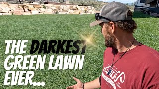 The #1 SECRET to The Darkest Green Lawn Possible