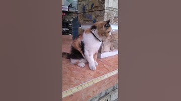 #48 DEMPLON Cute Cat 2 #shorts #funnyvideo #viralcats #viralshorts