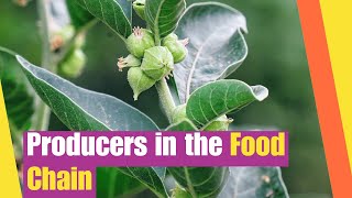 Producers in the Food Chain for Kids | What are the characteristics of producers? | Photosynthesis